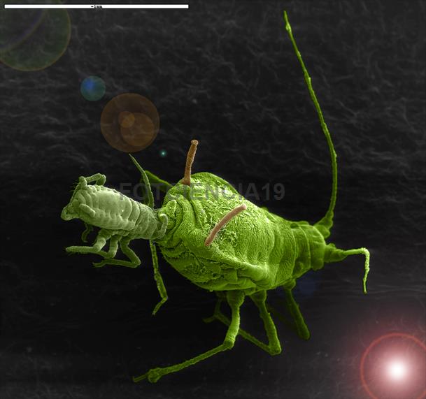 Los pulgones constituyen una de las plagas agrícolas más importantes a nivel mundial. Se alimentan de la savia floemática de las plantas y excretan la melaza sobre la que se pueden desarrollar hongos como la negrilla. Sin embargo, el mayor peligro de estos insectos es que son eficientes vectores de virus vegetales provocando graves perdidas económicas. Una de las razones por las que los  pulgones constituyen una plaga es su alta capacidad reproductiva. Si las condiciones climáticas son adversas los pulgones ovíparos se reproducen sexualmente poniendo los huevos en el huésped primario, especie leñosa, donde pasaran el invierno. En primavera las hembras vivíparas se reproducen por partenogénesis y darán lugar al nacimiento de crías vivas como la que podemos observar en la microfotografía. El aumento de la temperatura, debido al cambio climático, afectará al ciclo biológico de los pulgones expandiendo sus áreas de distribución e incrementando el numero de generaciones anuales. Autoría: Elisa Garzo. Coautoría: Coautor/es:Elisa Garzo, Fernando Pinto.